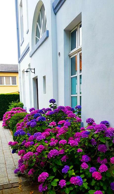 Hotel Zweilinden Meckenheim Bonn Exteriér fotografie